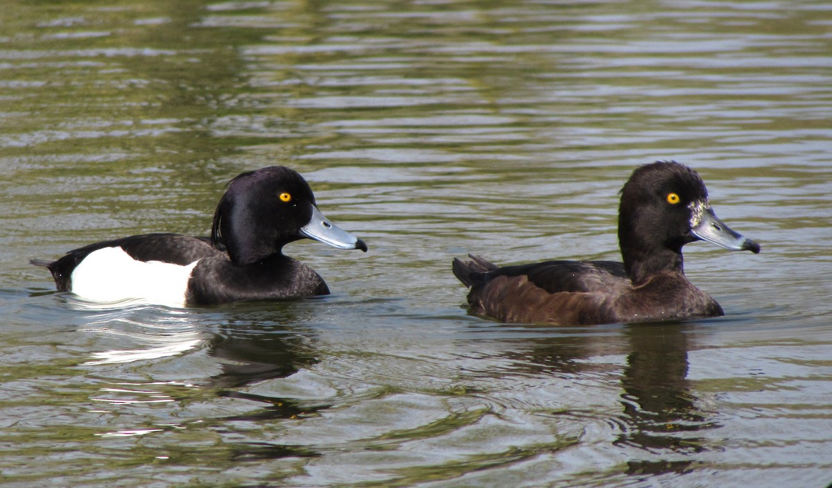 Tufted Duck - ML619559670