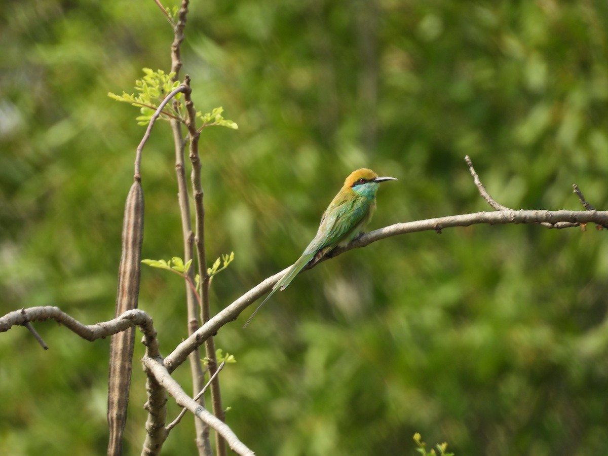 Asian Green Bee-eater - ML619559792