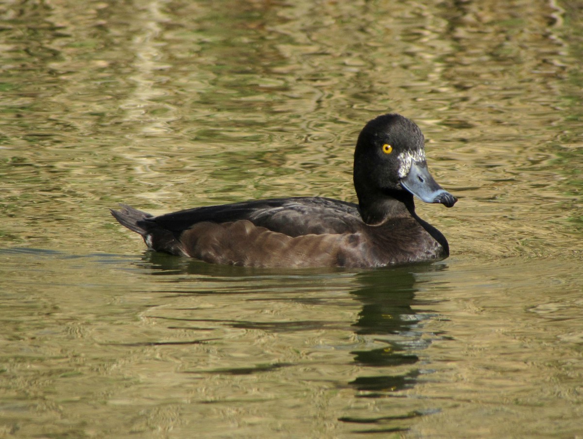 Tufted Duck - ML619559795
