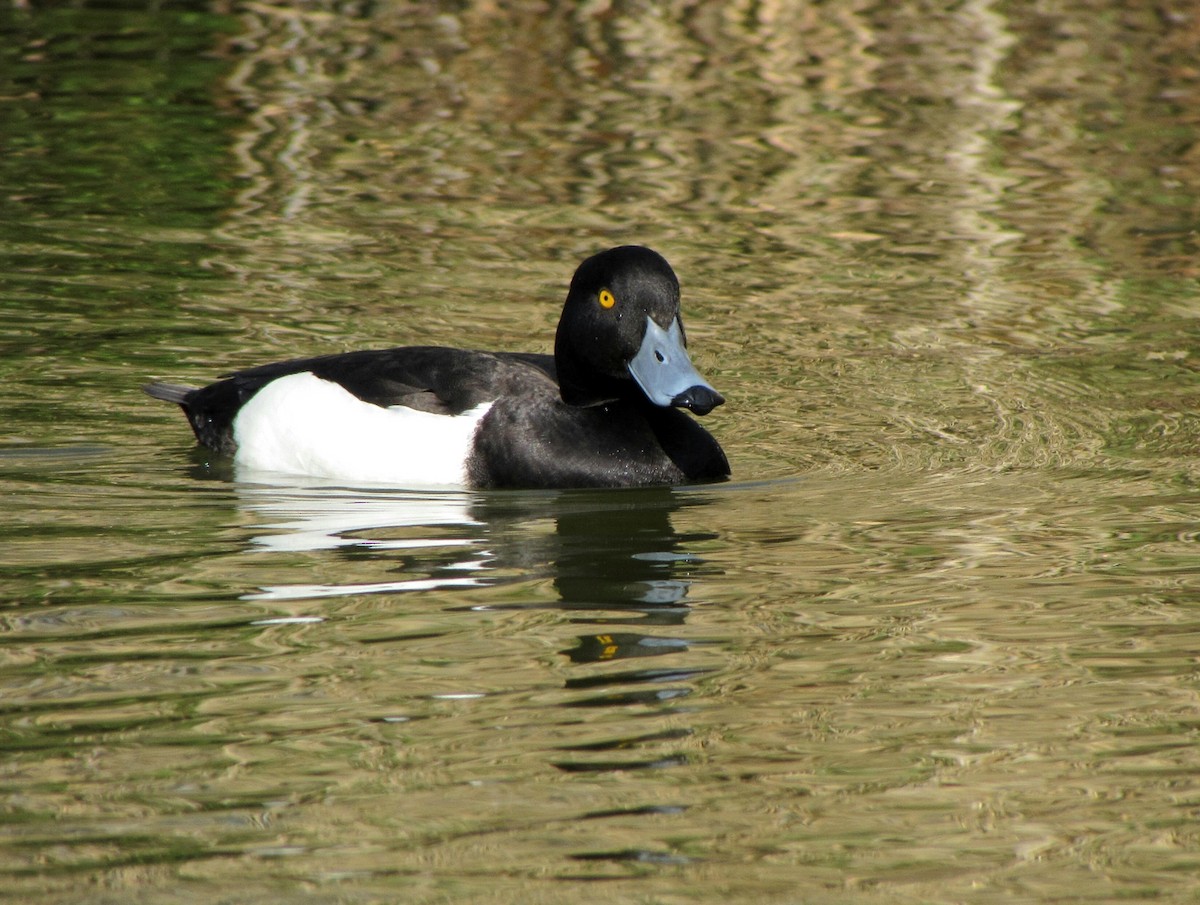 Tufted Duck - ML619559797