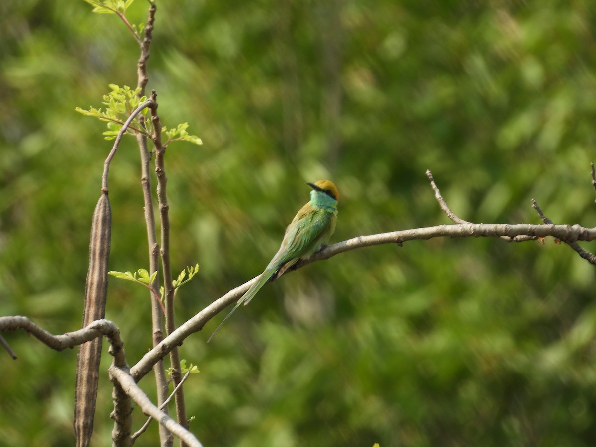 Asian Green Bee-eater - ML619559800