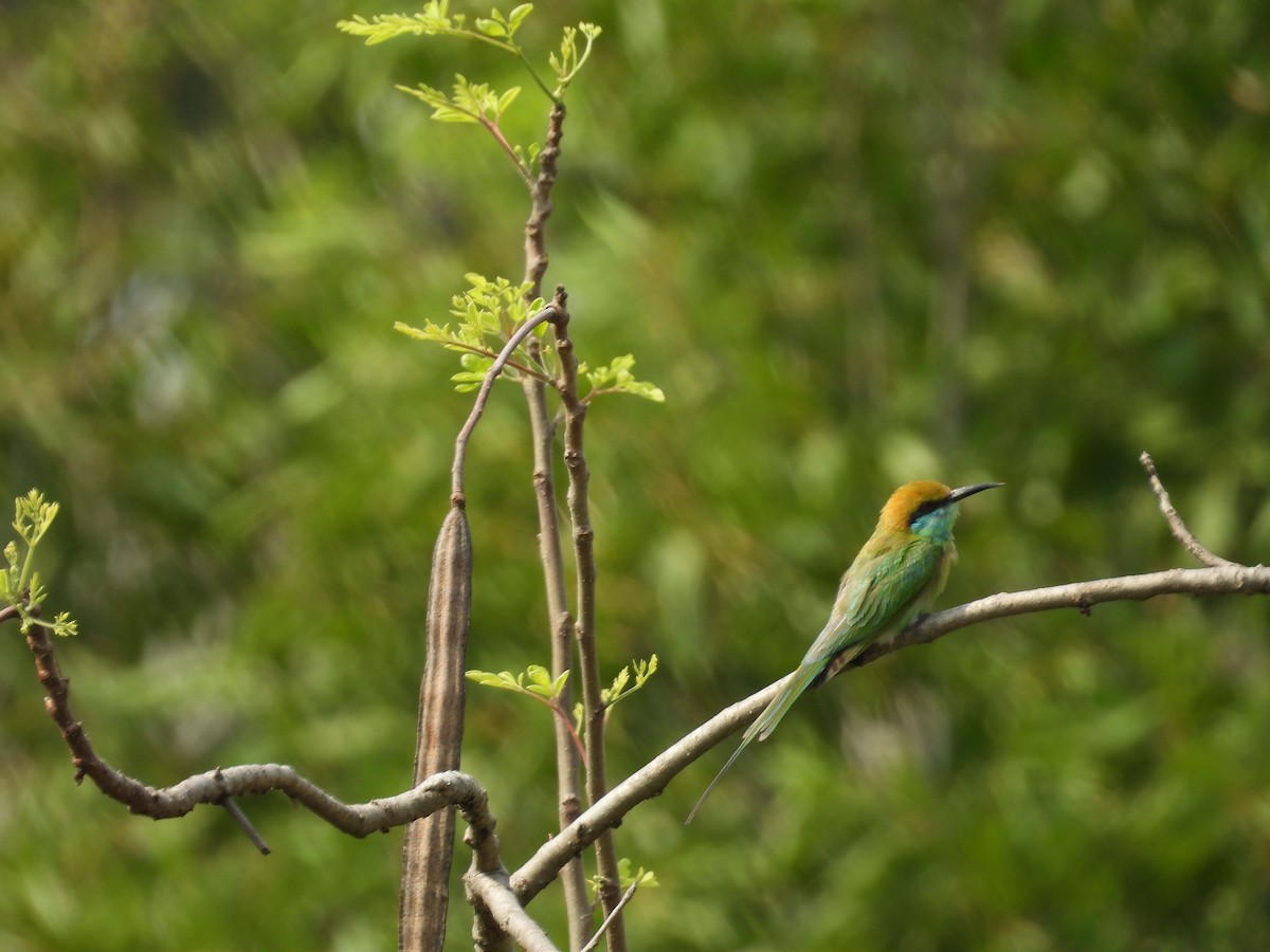 Asian Green Bee-eater - ML619559802