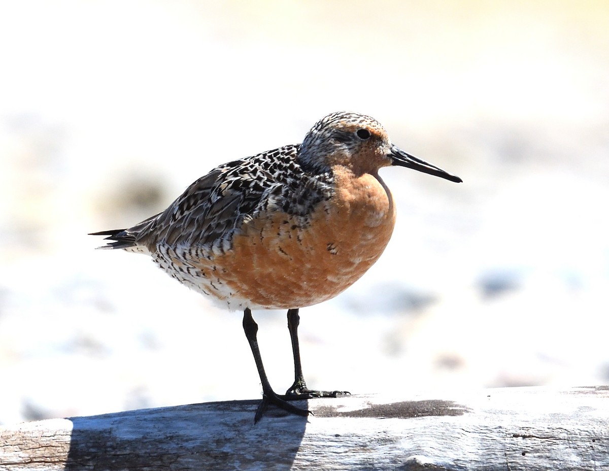 Red Knot - ML619559806
