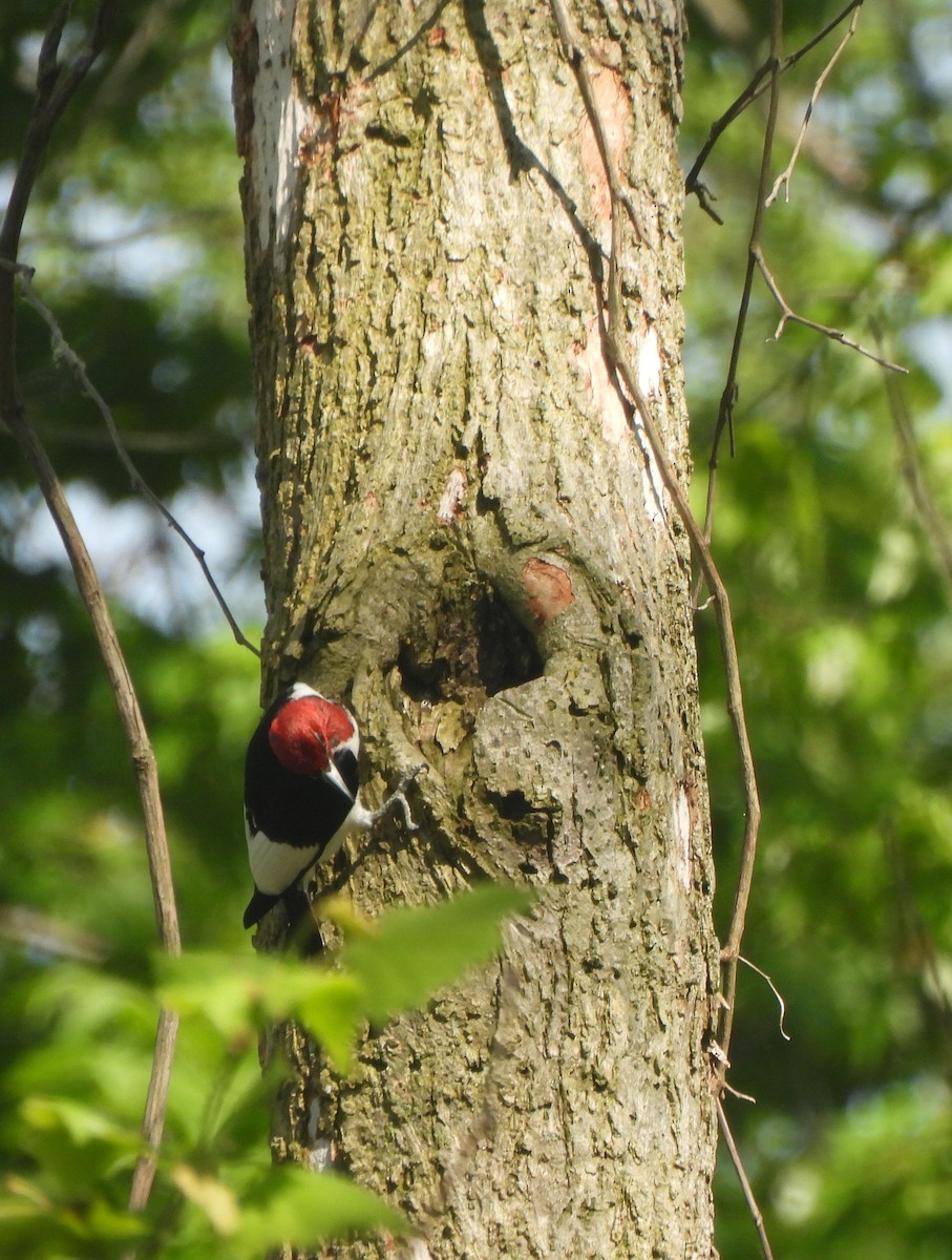 Red-headed Woodpecker - ML619559899