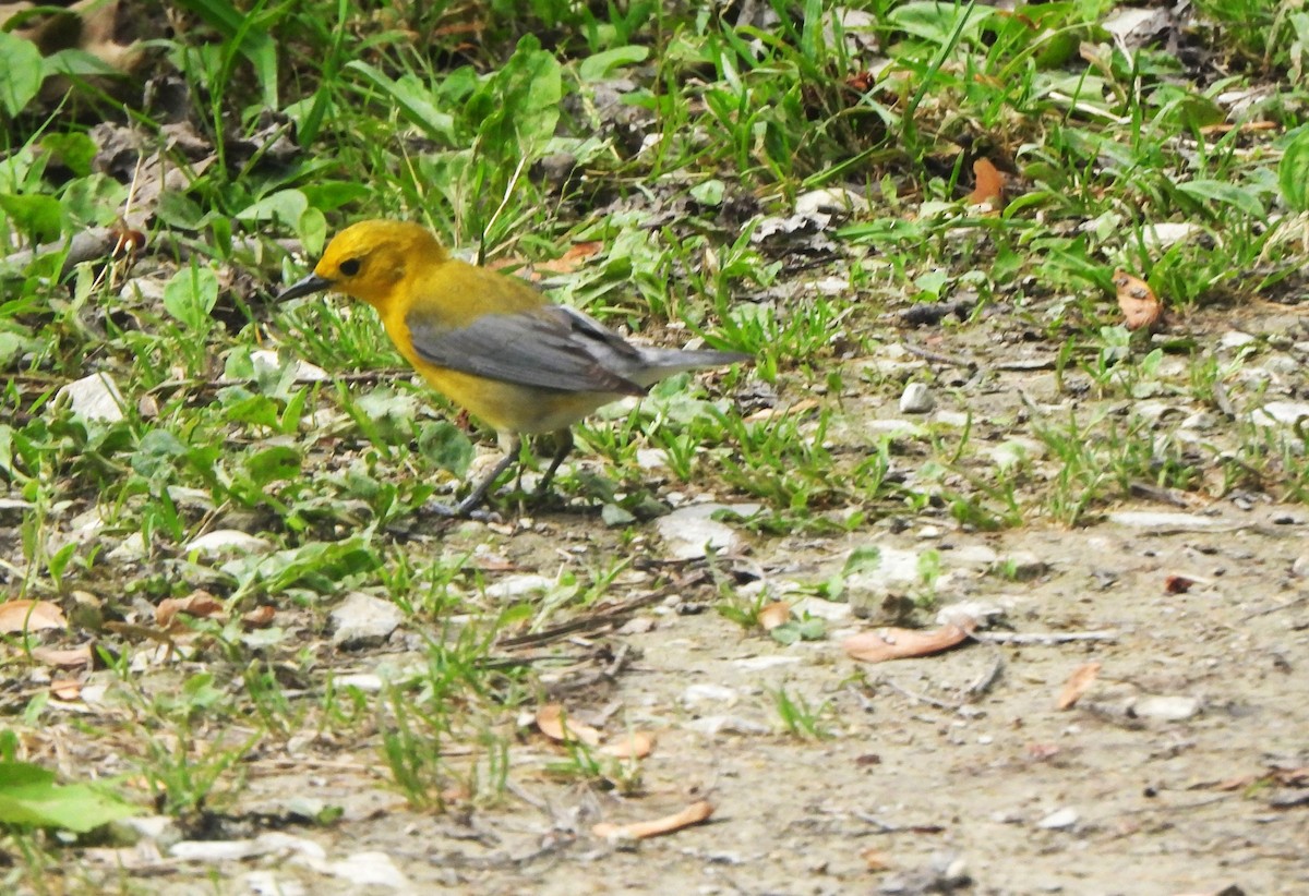 Prothonotary Warbler - ML619559905