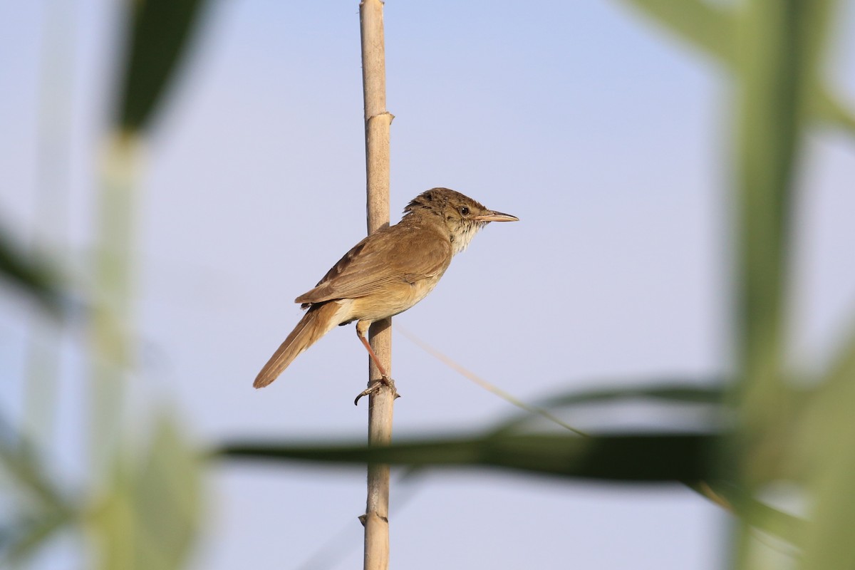 Common Reed Warbler - ML619559995