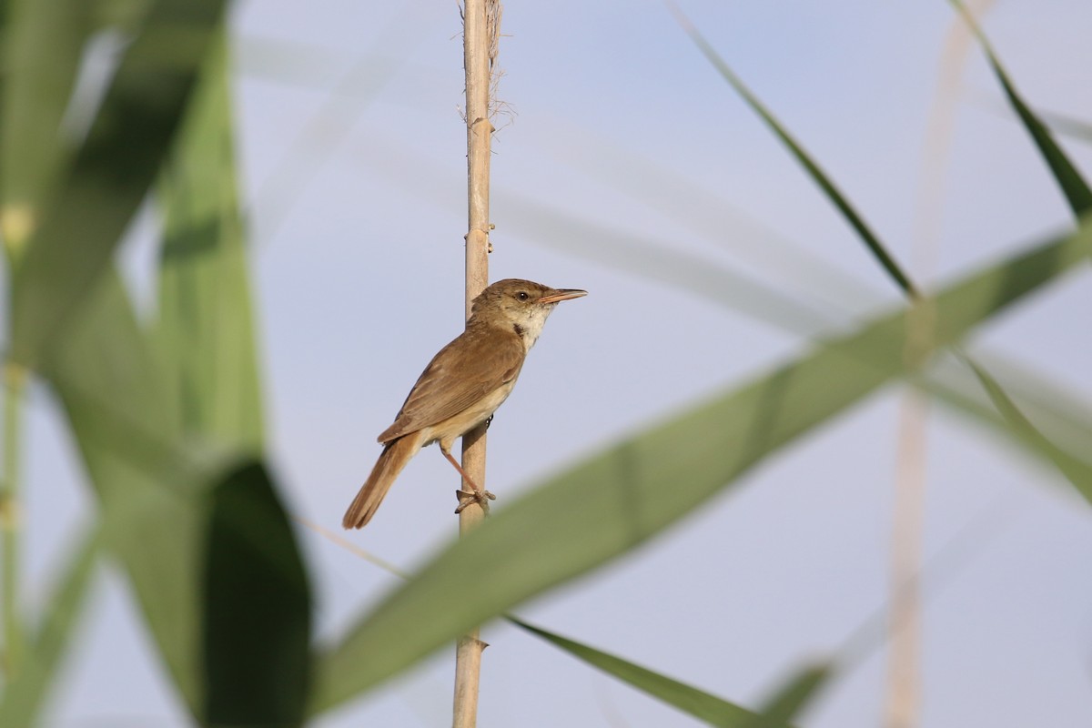 Common Reed Warbler - ML619559996