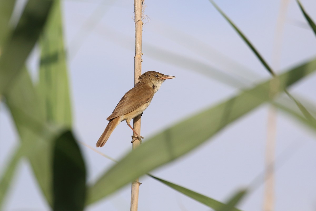 Common Reed Warbler - ML619559997