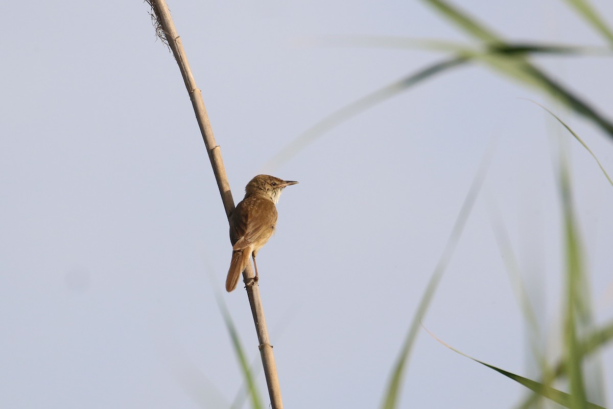 Common Reed Warbler - ML619559998