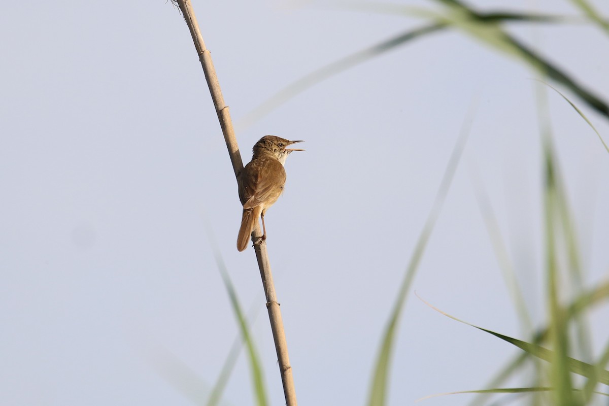 Common Reed Warbler - ML619559999