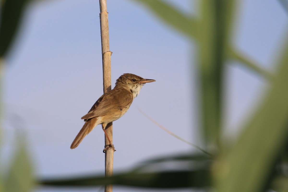 Common Reed Warbler - ML619560000