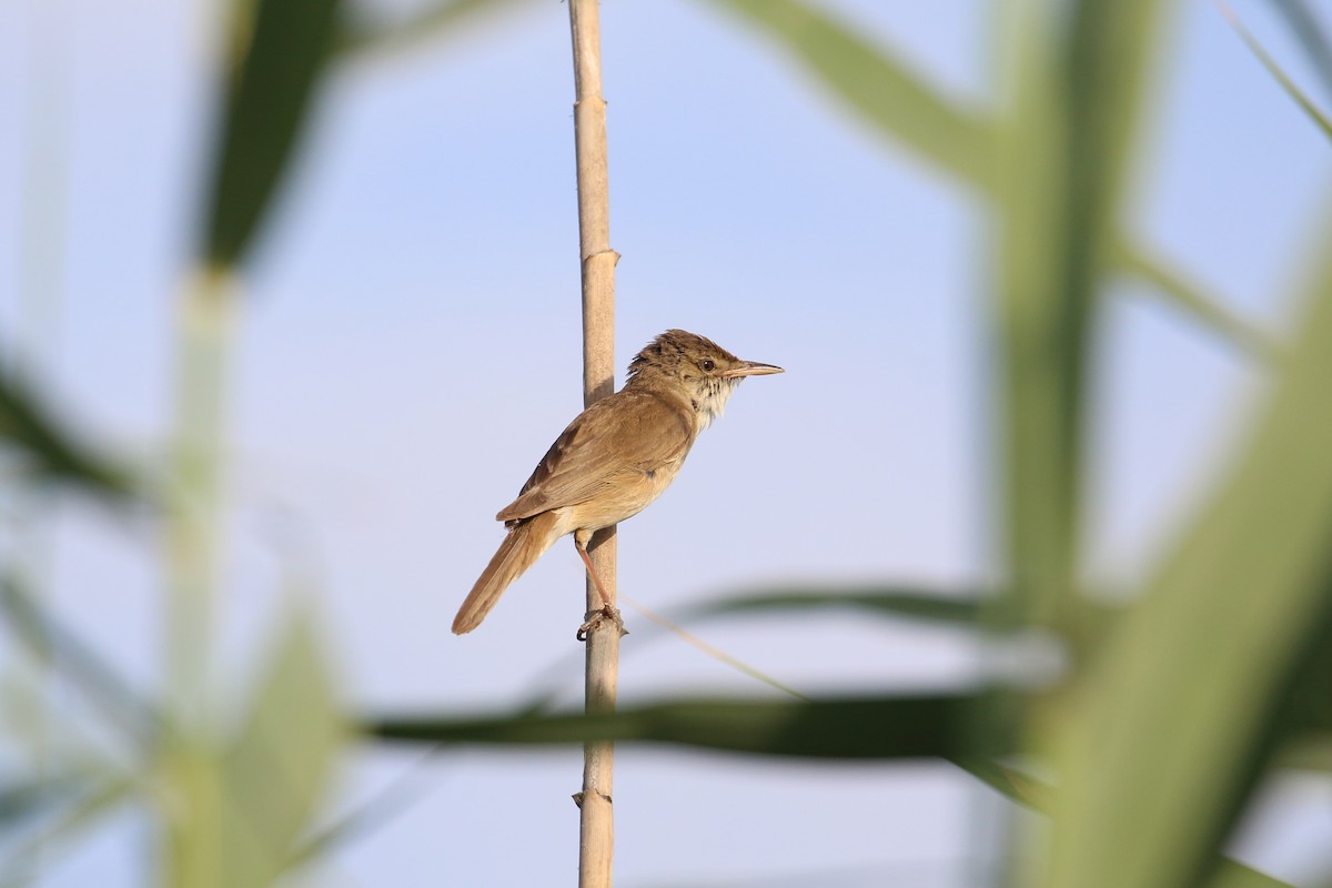 Common Reed Warbler - ML619560001