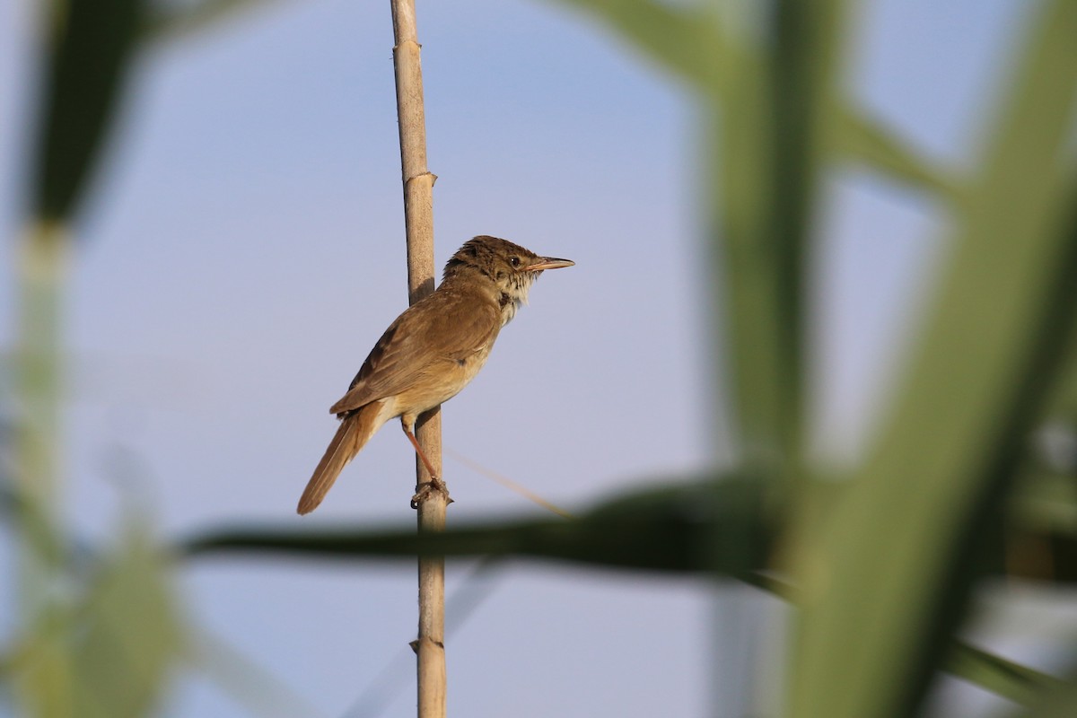 Common Reed Warbler - ML619560002
