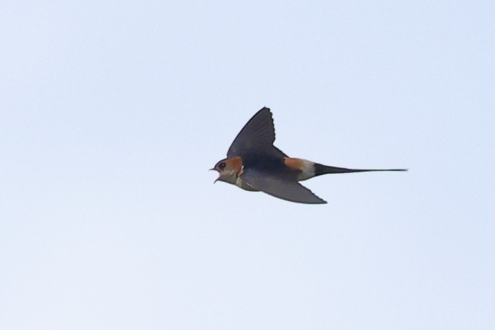 Red-rumped Swallow - ML619560016