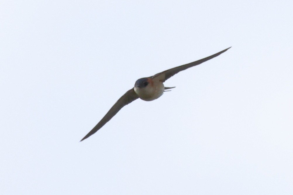 Red-rumped Swallow - ML619560017