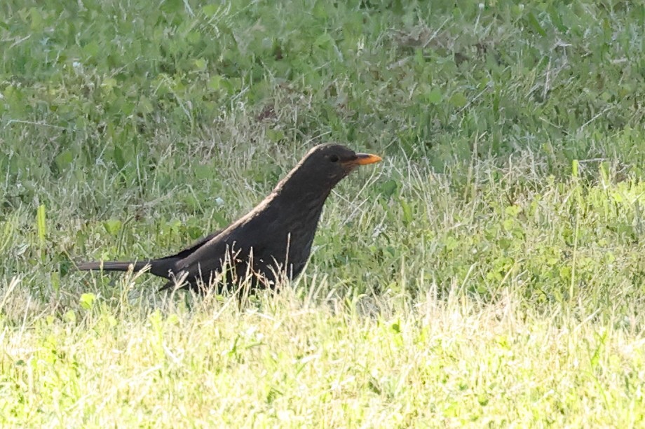 Eurasian Blackbird - ML619560018