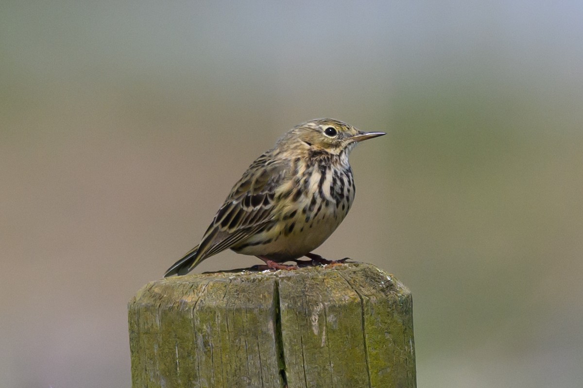 Meadow Pipit - ML619560031