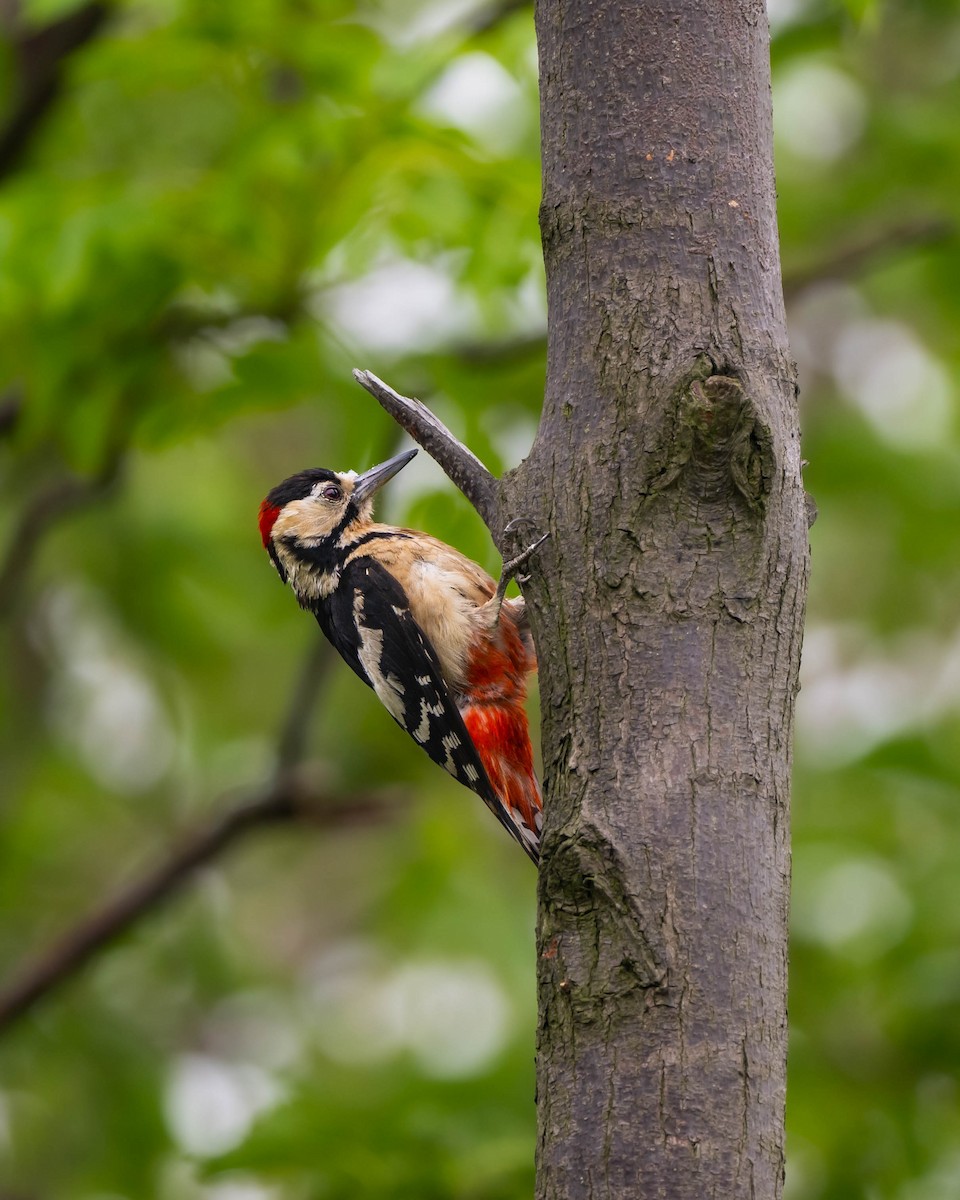 Great Spotted Woodpecker - ML619560043