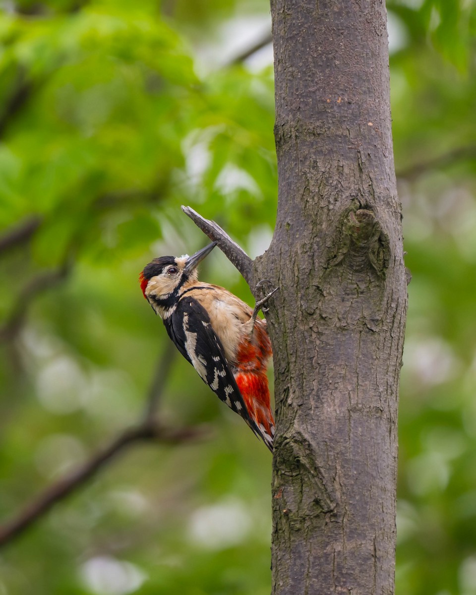 Great Spotted Woodpecker - ML619560044