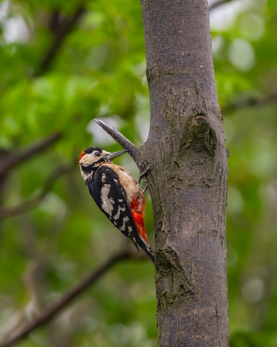 Great Spotted Woodpecker - ML619560046