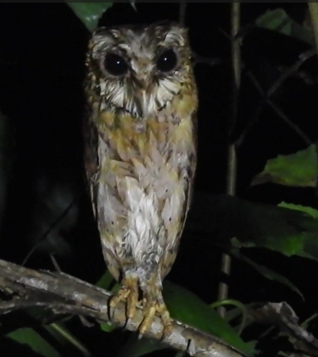 Oriental Bay-Owl - ML619560050