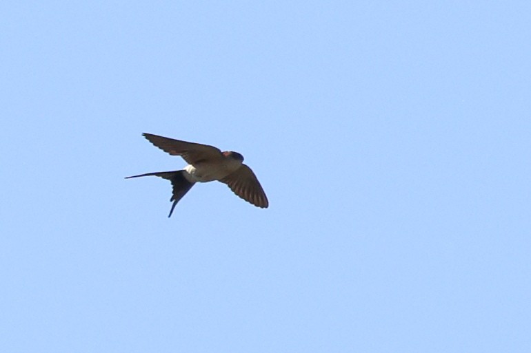 Red-rumped Swallow - ML619560094