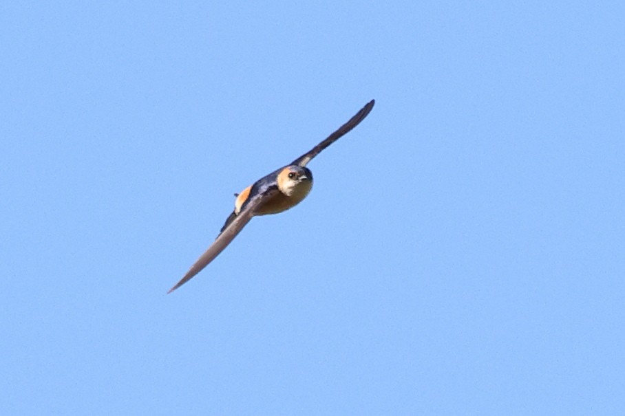 Red-rumped Swallow - ML619560095