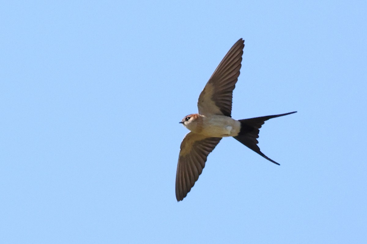 Red-rumped Swallow - ML619560096