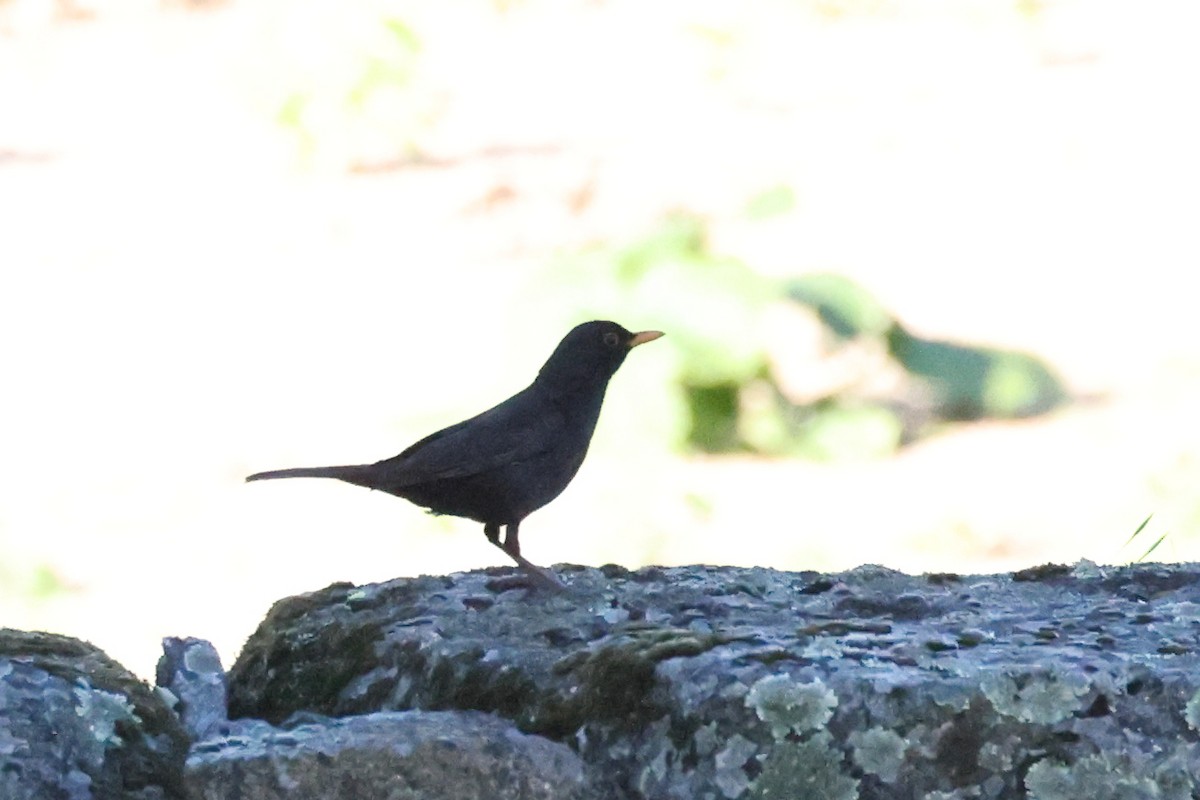 Eurasian Blackbird - ML619560098