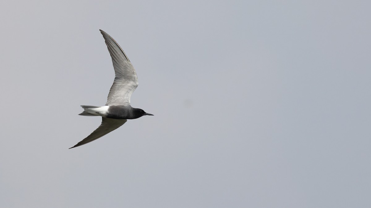 Black Tern (Eurasian) - ML619560100