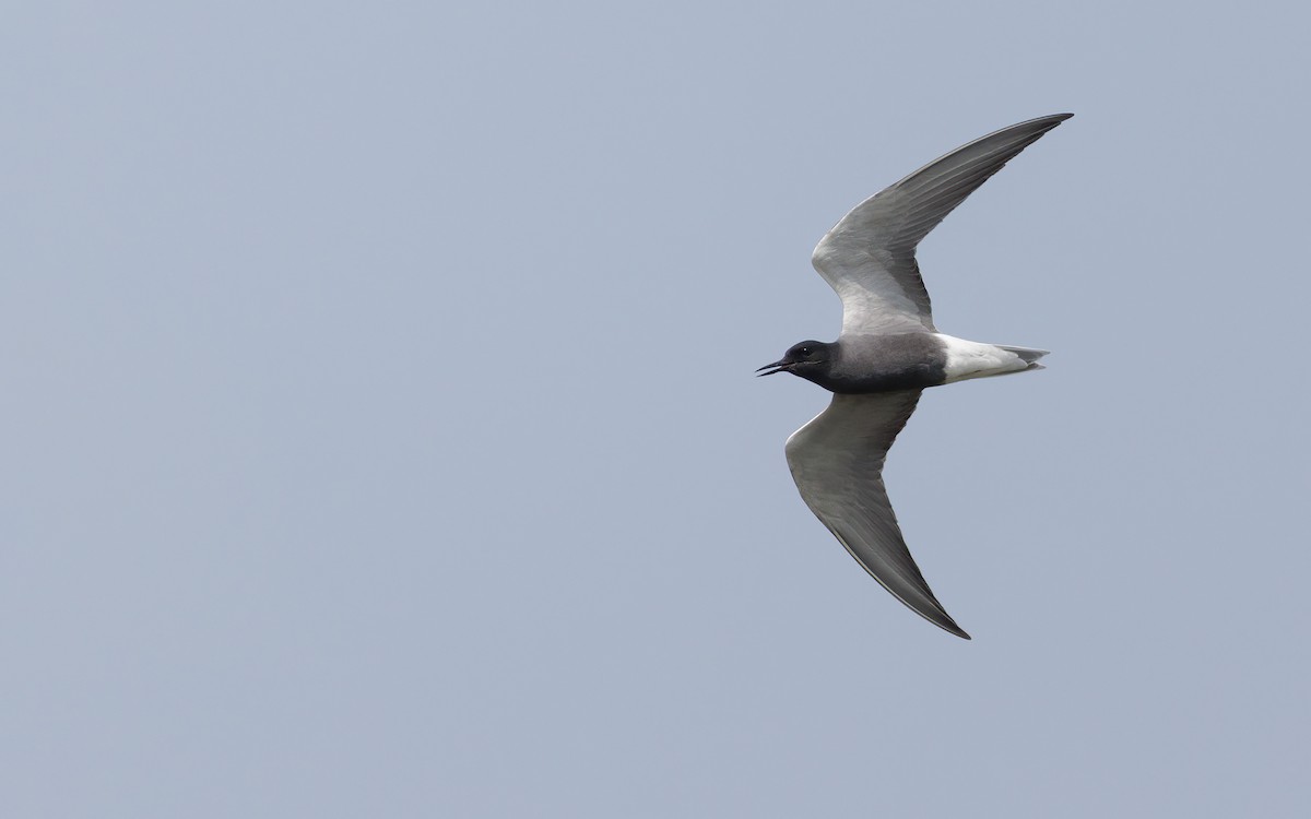 Black Tern (Eurasian) - ML619560101