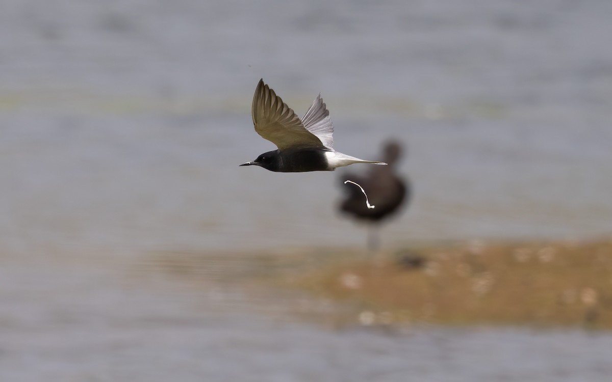 Black Tern (Eurasian) - ML619560105