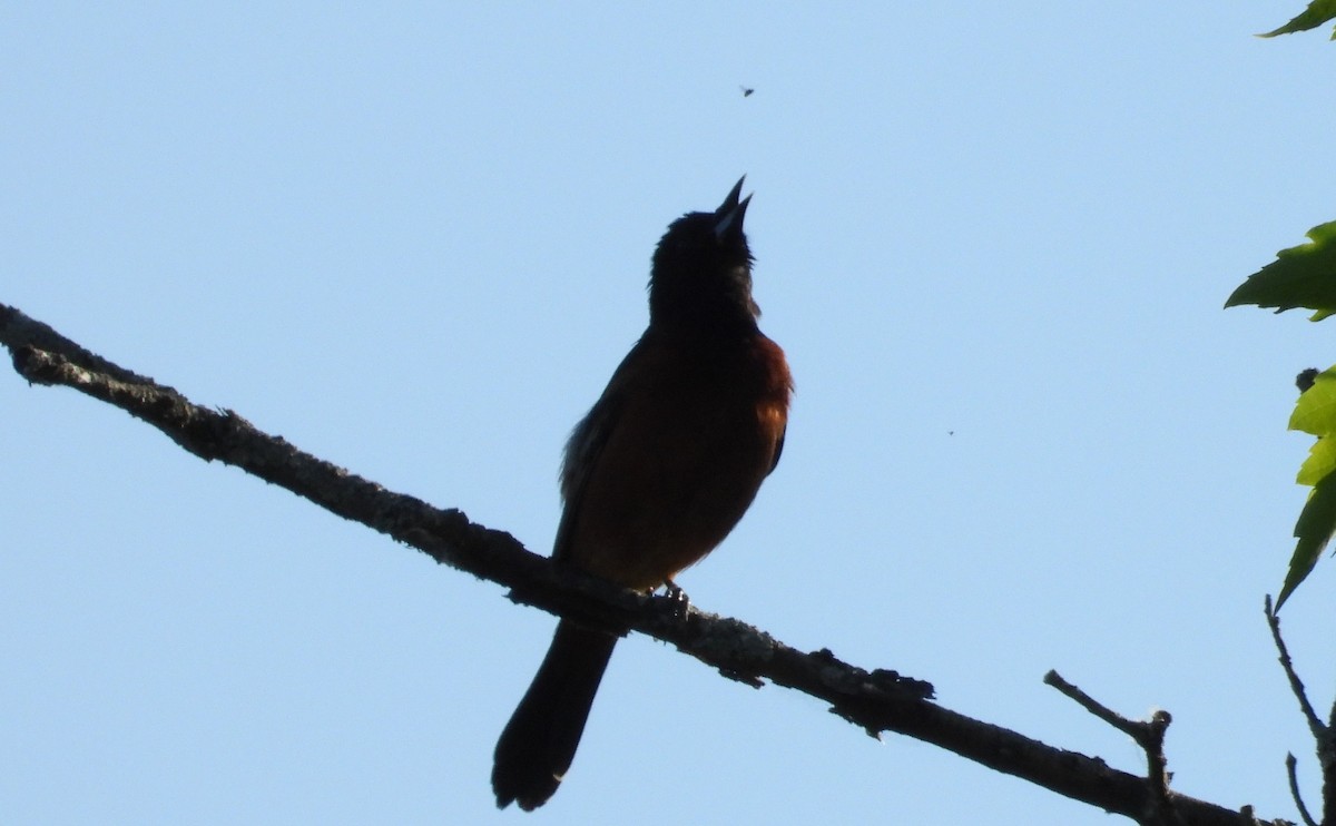 Orchard Oriole - ML619560111