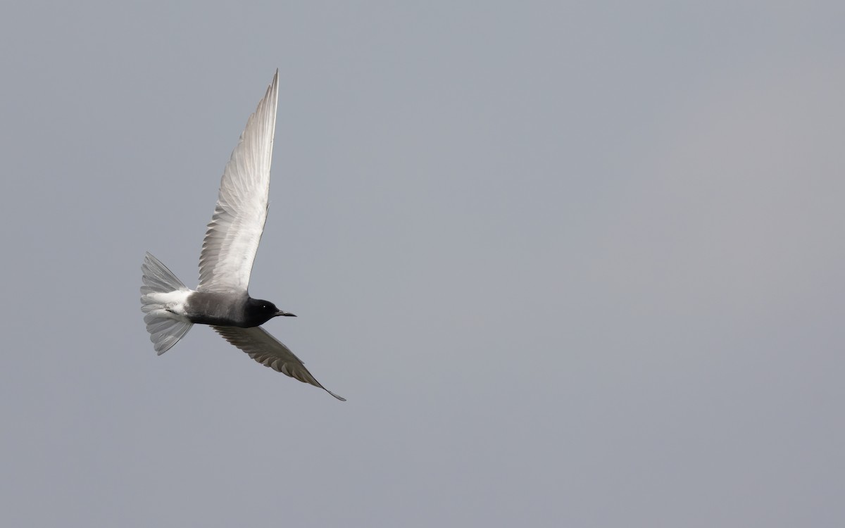 Black Tern (Eurasian) - ML619560114