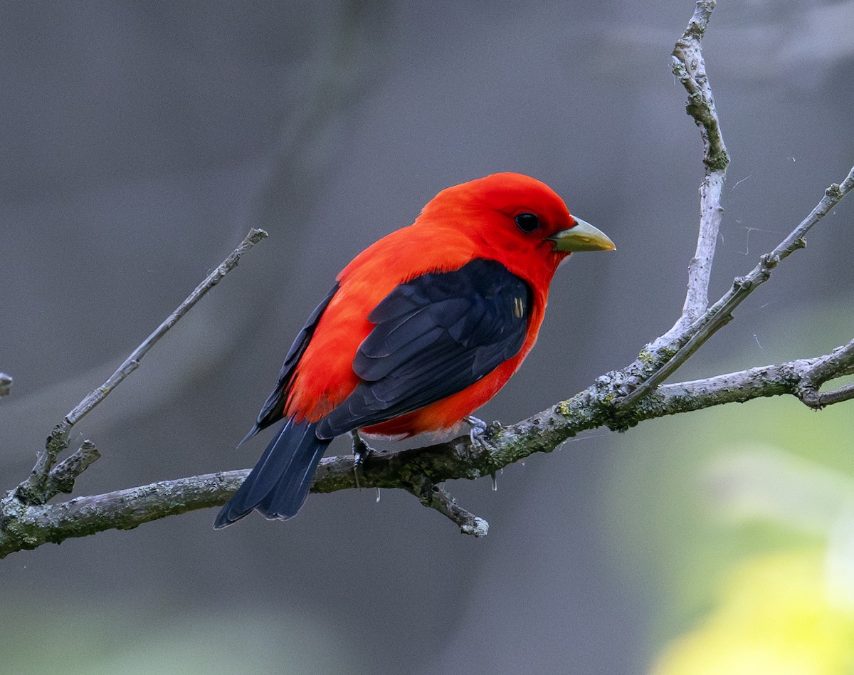 Scarlet Tanager - ML619560119