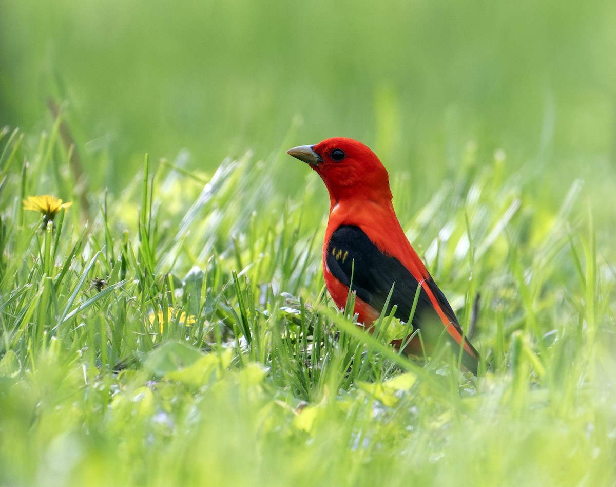 Scarlet Tanager - ML619560120