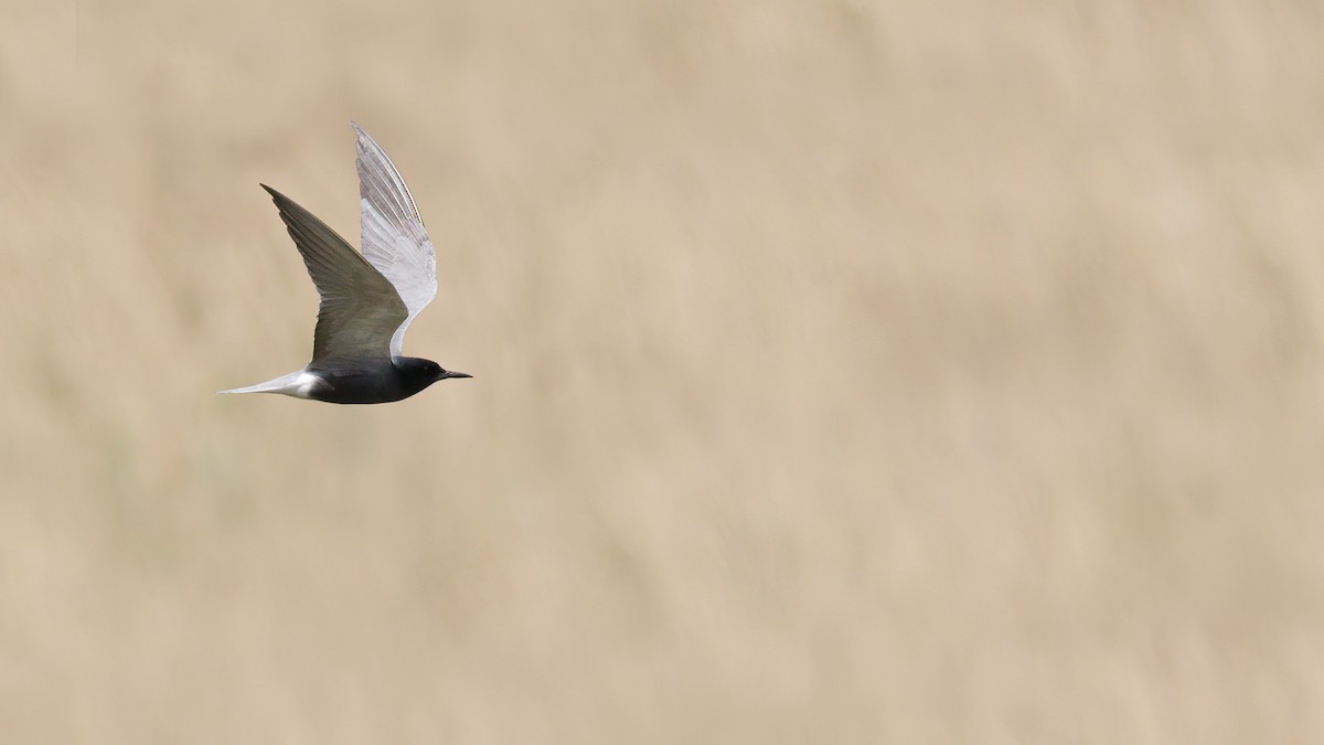 Black Tern (Eurasian) - ML619560121