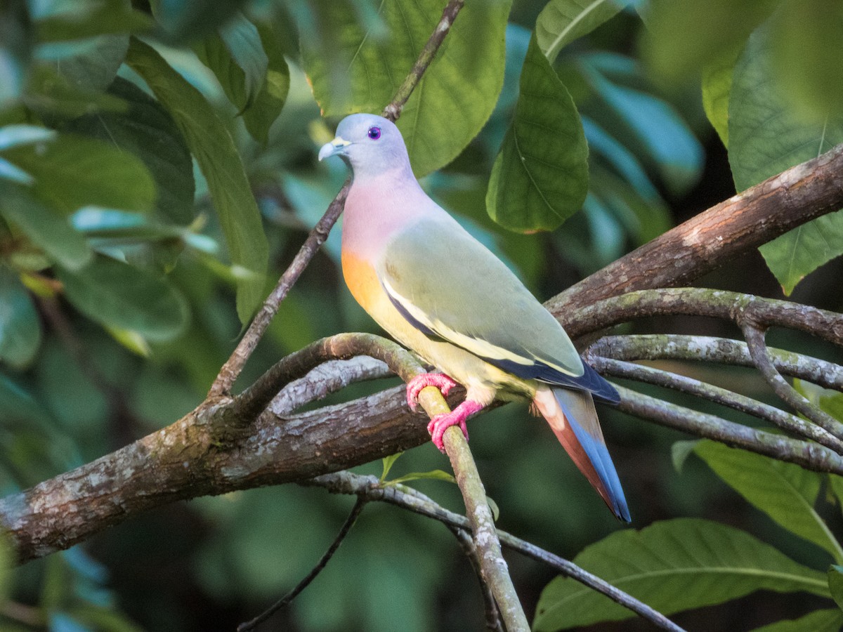 Pink-necked Green-Pigeon - ML619560133