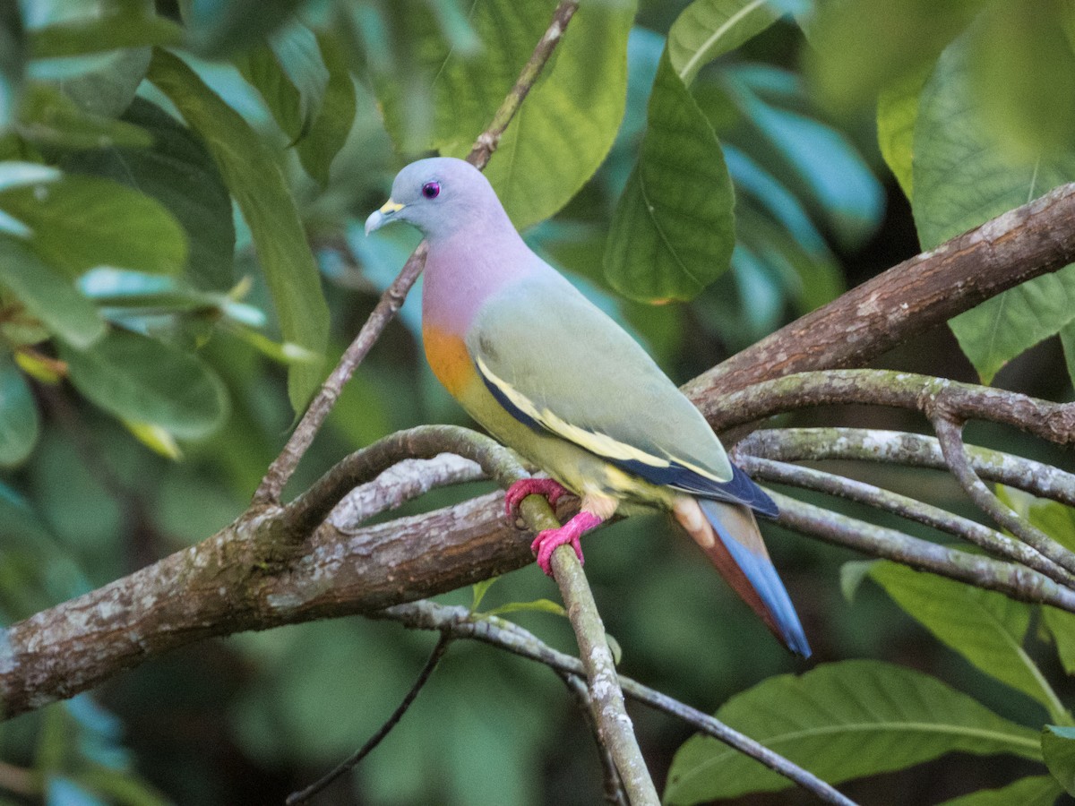Pink-necked Green-Pigeon - ML619560134