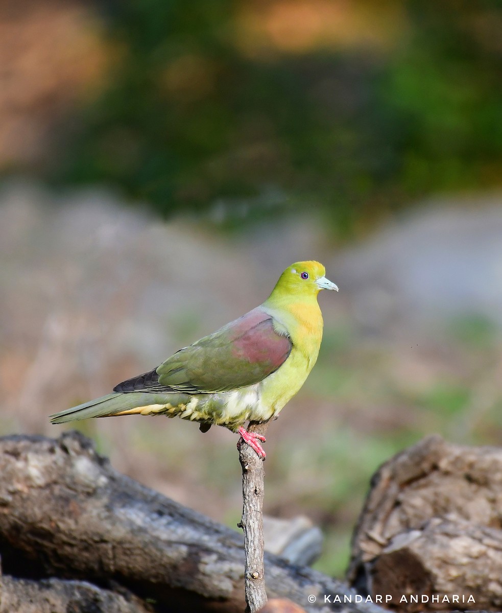 Wedge-tailed Green-Pigeon - ML619560242