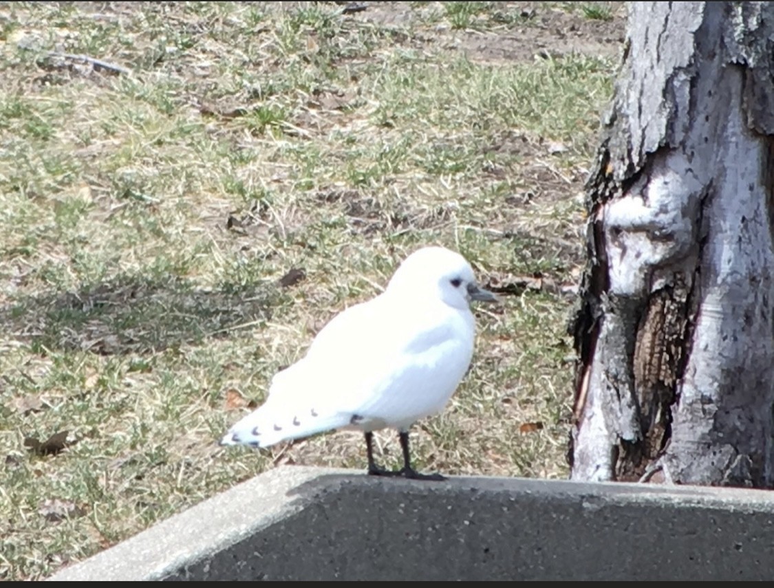 Белая чайка - ML619560318
