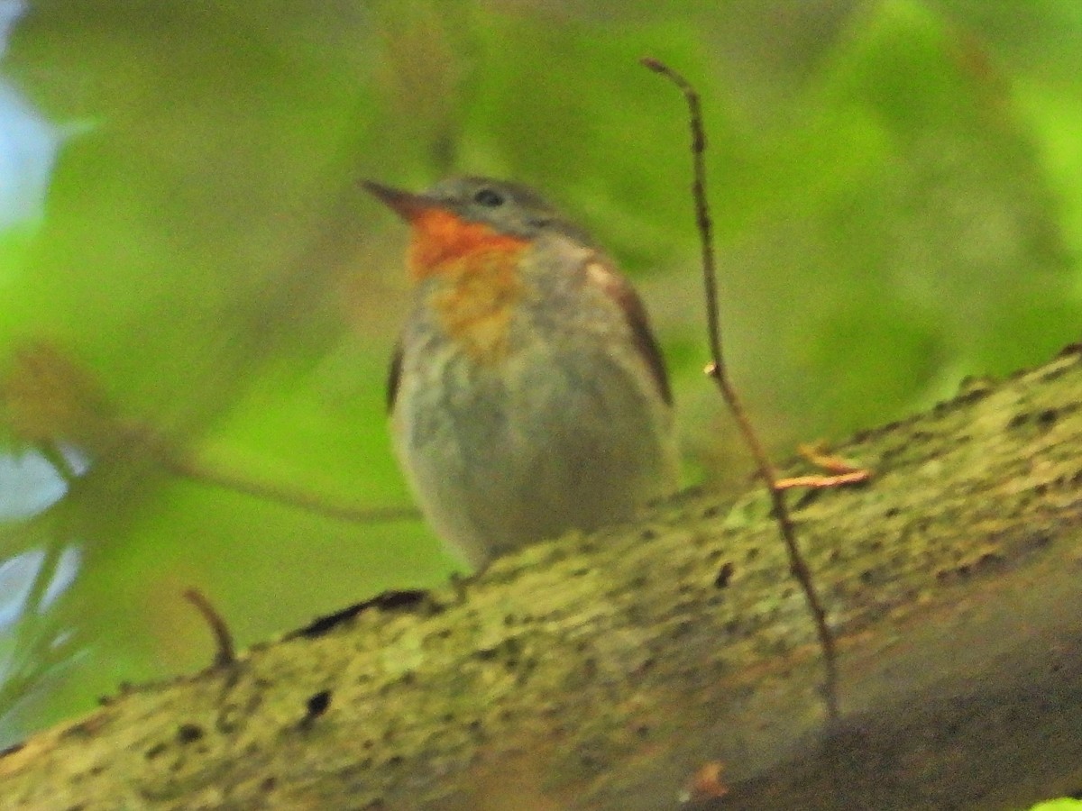 Red-breasted Flycatcher - ML619560330
