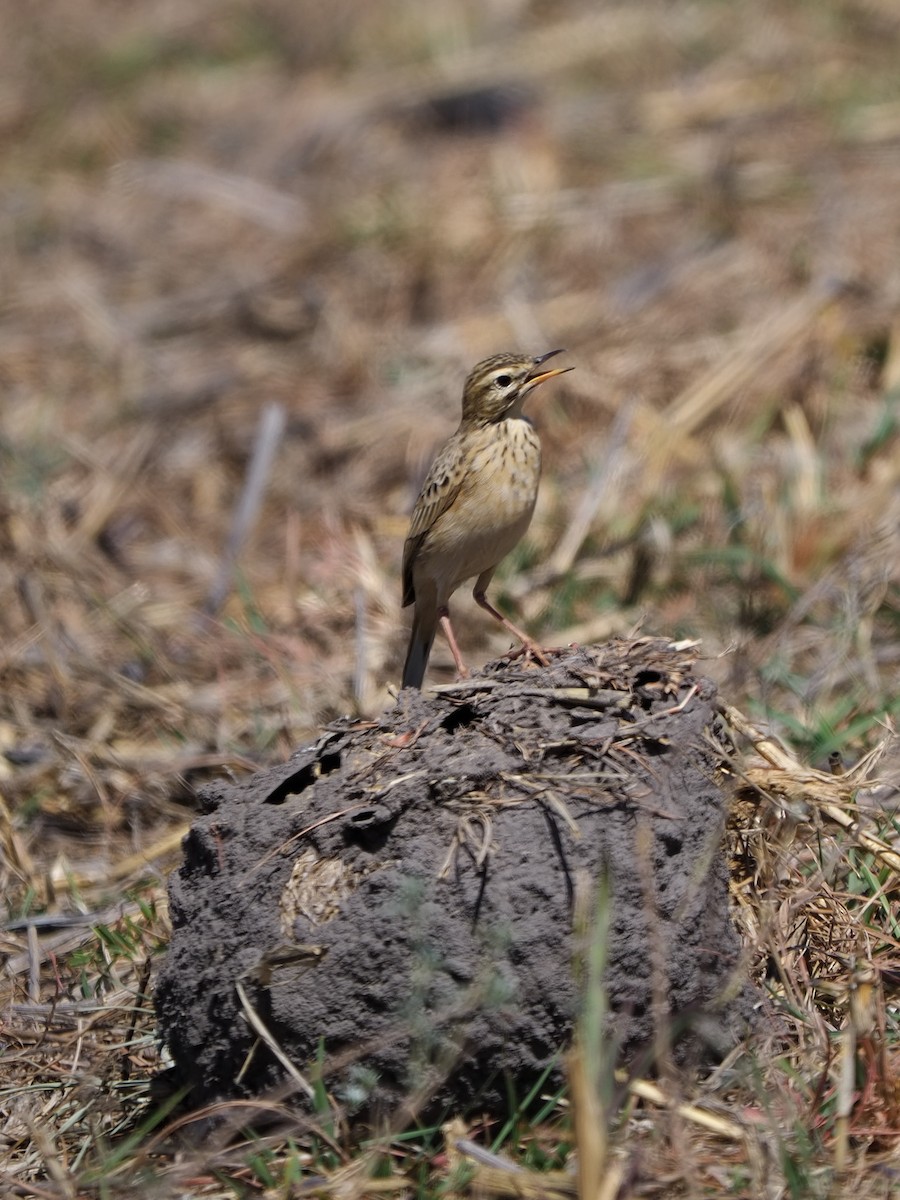 Pipit africain - ML619560338