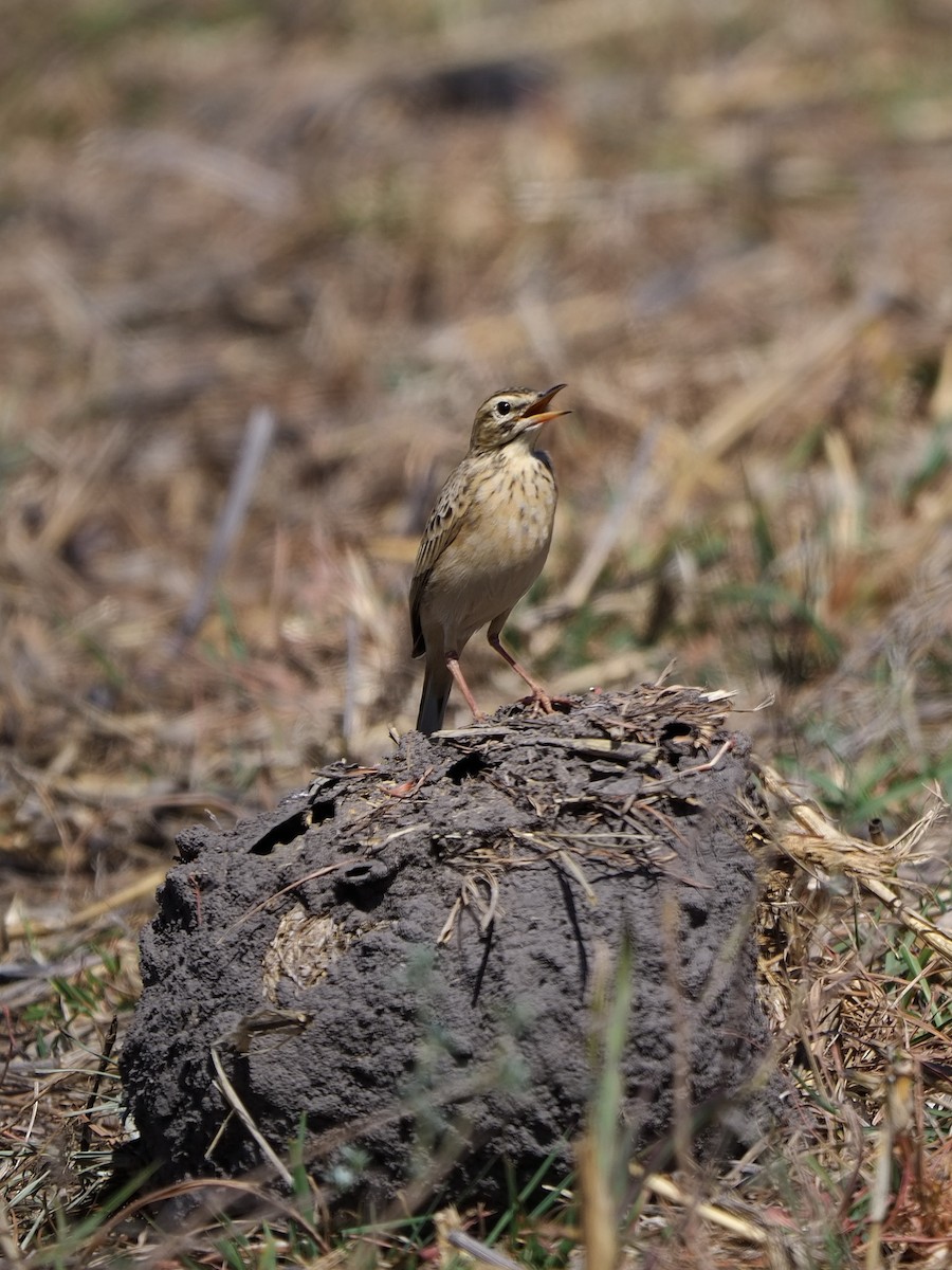 Pipit africain - ML619560339