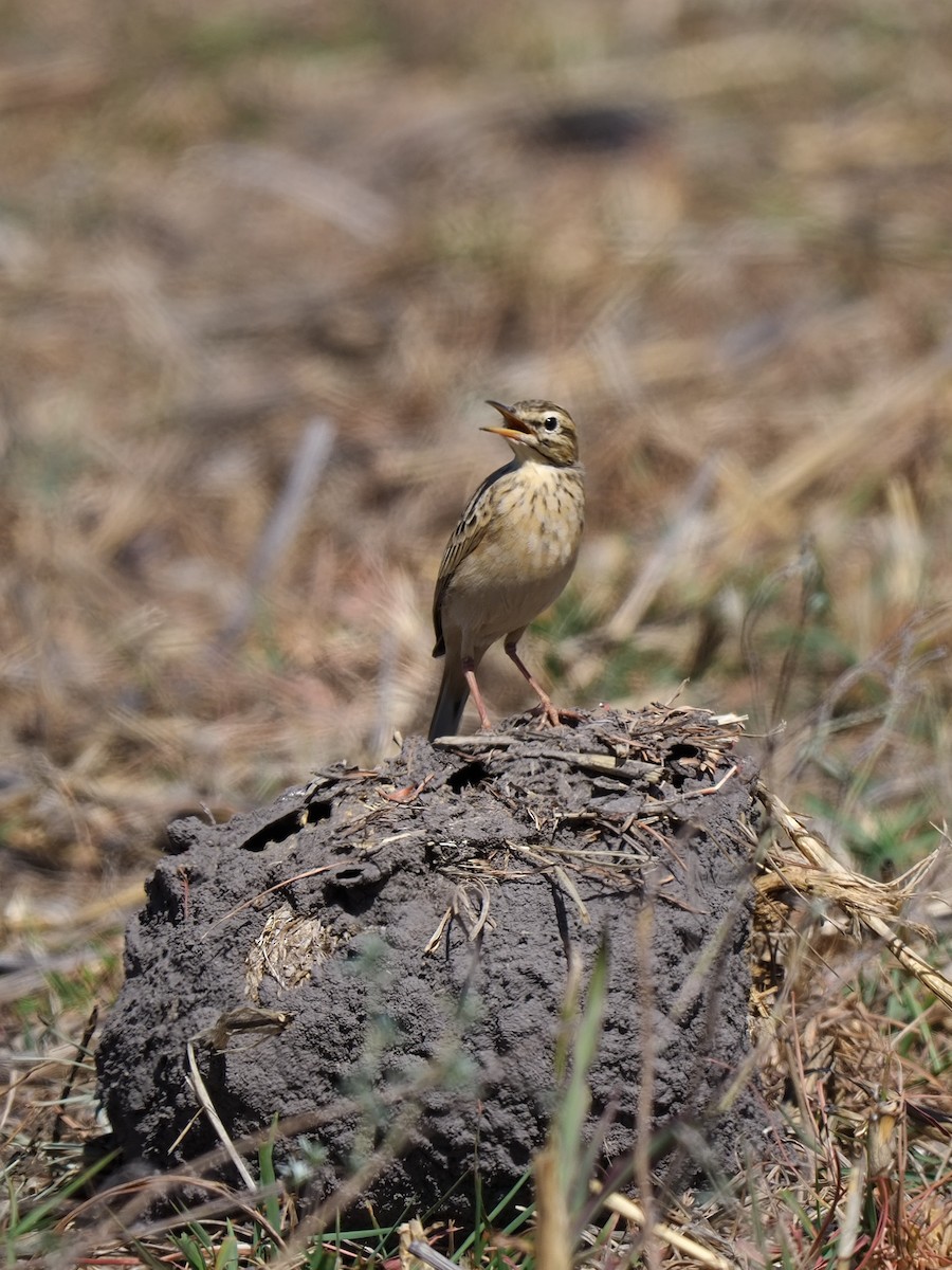 African Pipit - ML619560340