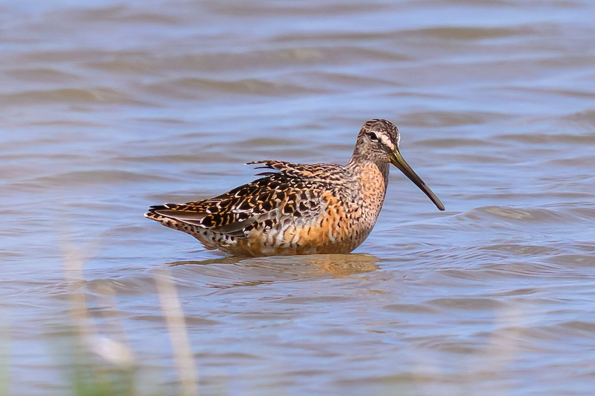 Long-billed Dowitcher - ML619560348