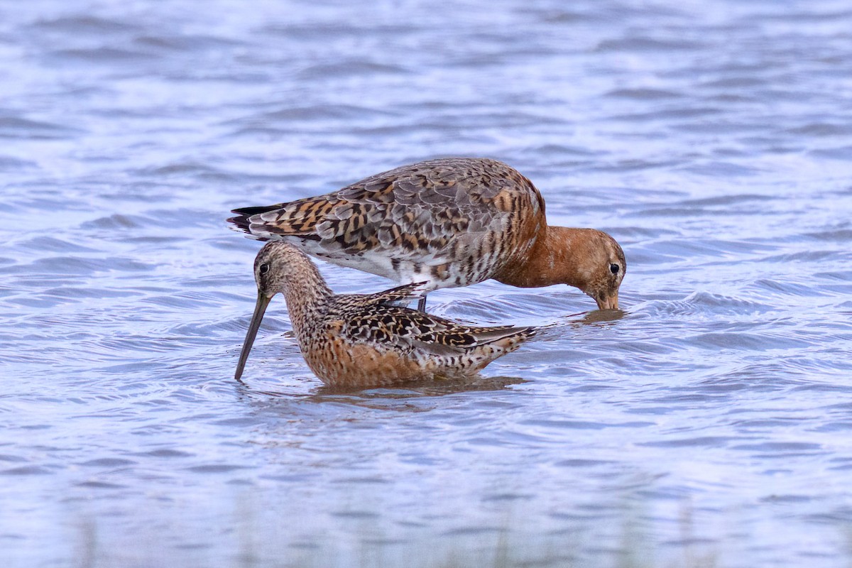 Long-billed Dowitcher - ML619560350