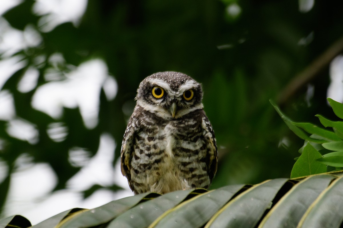 Spotted Owlet - ML619560398