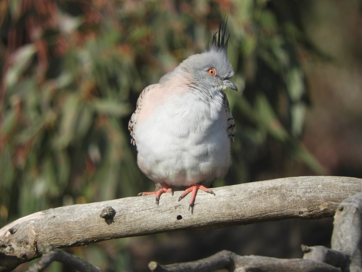 Crested Pigeon - ML619560406