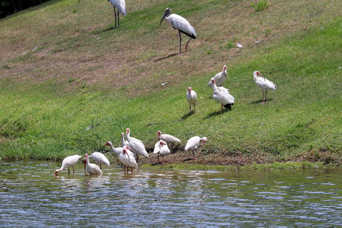 ibis bílý - ML619560410